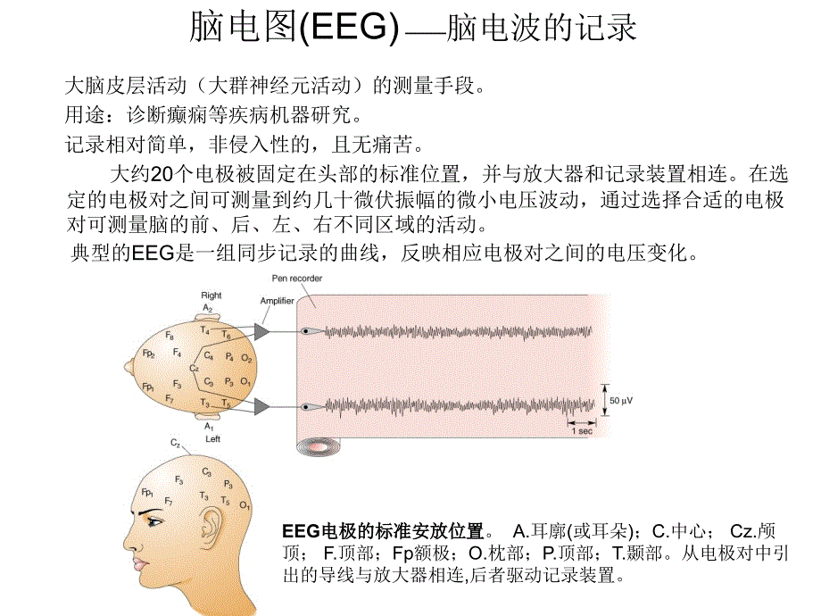 脑的节律与语言PPT课件_第3页