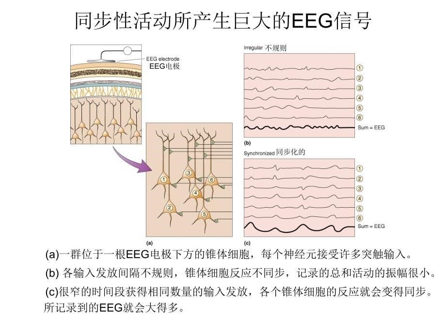 脑的节律与语言PPT课件_第5页