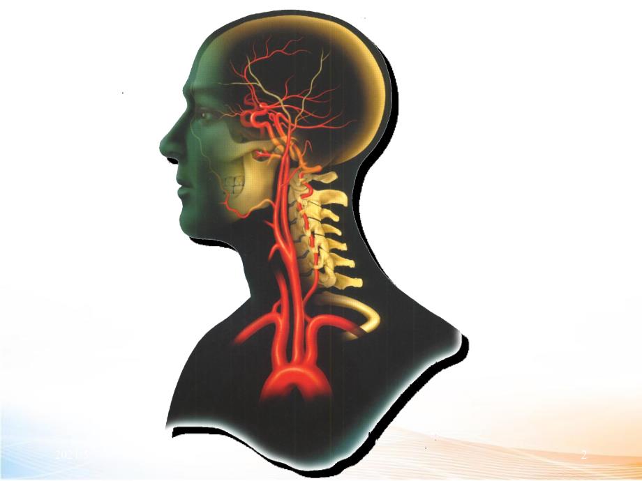 脑血管解剖与影像学（76页 ）_第2页