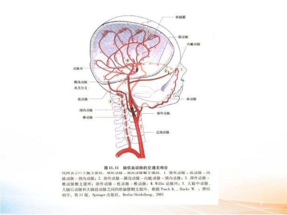 脑血管解剖与影像学（76页 ）_第4页