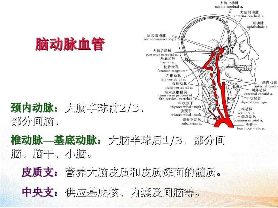 脑血管解剖与影像学（76页 ）_第5页