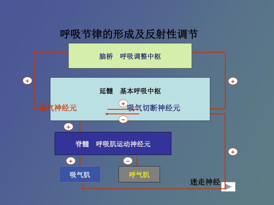 呼吸运动实验_第3页