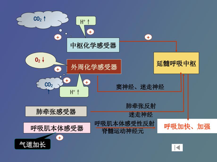 呼吸运动实验_第4页