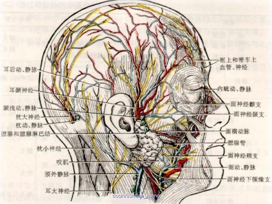 【养生保健】心脑血管疾病的预防和保健_第3页