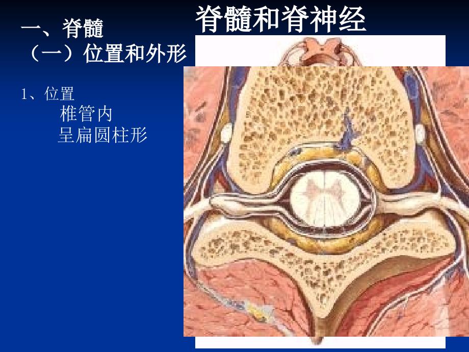 《脊髓和脊神经》PPT课件_第2页