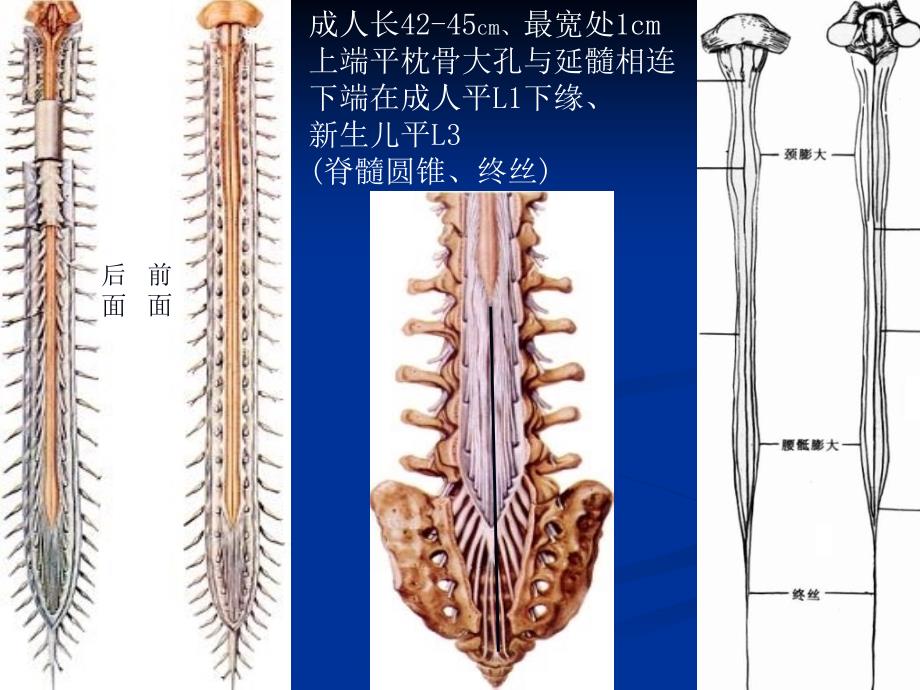 《脊髓和脊神经》PPT课件_第3页