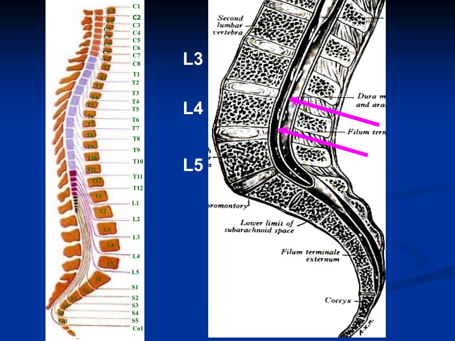 《脊髓和脊神经》PPT课件_第4页