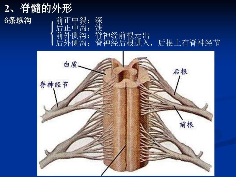 《脊髓和脊神经》PPT课件_第5页