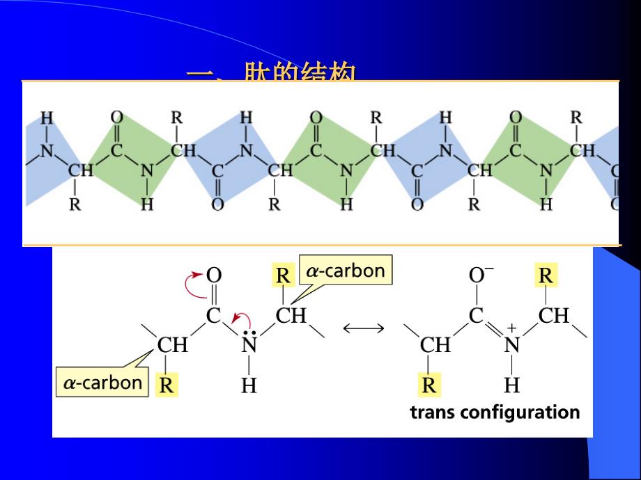 第二十四章多肽与蛋白质类药物生物制药工艺学_第2页