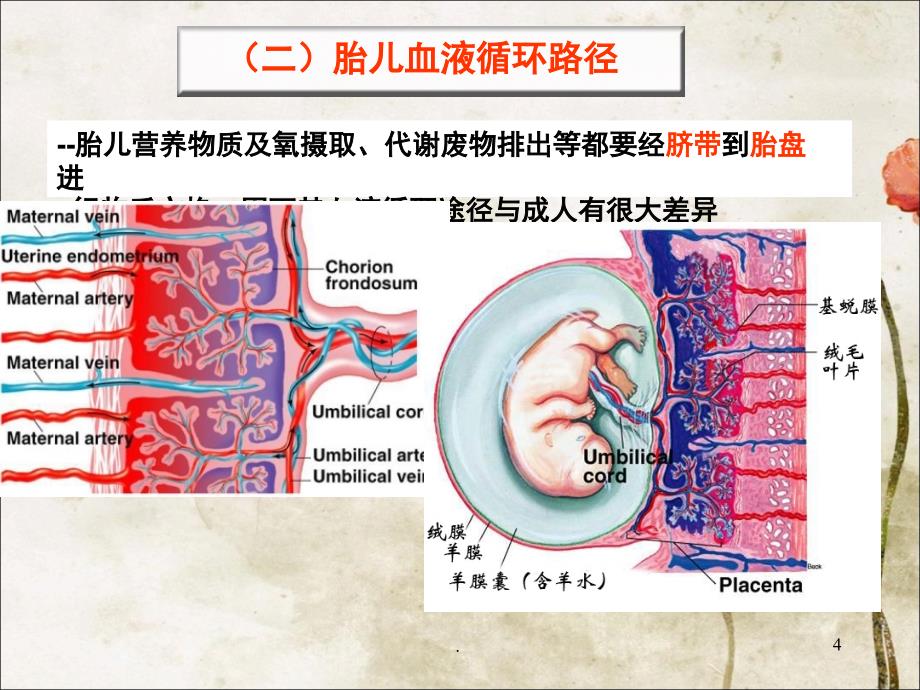 胎儿血液循环及出生后变化课堂PPT_第4页