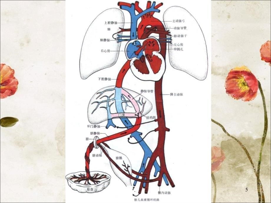 胎儿血液循环及出生后变化课堂PPT_第5页
