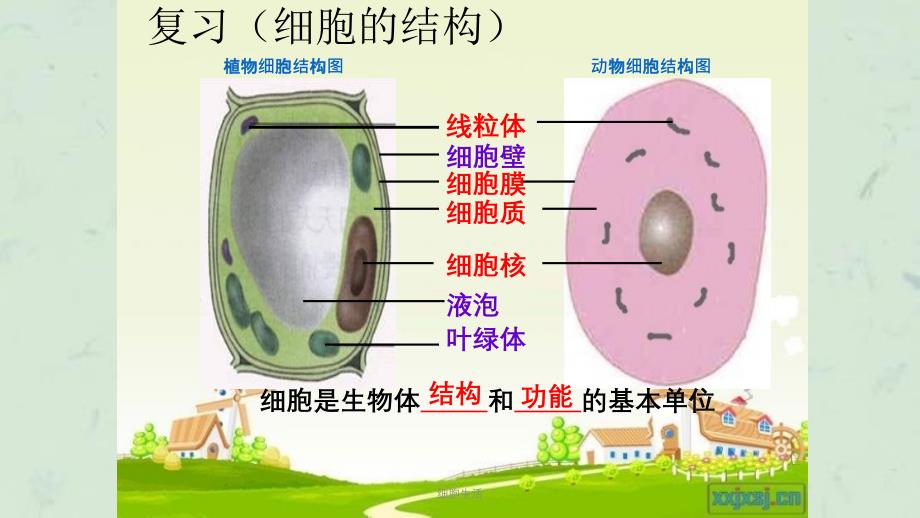 细胞生活课件_第2页