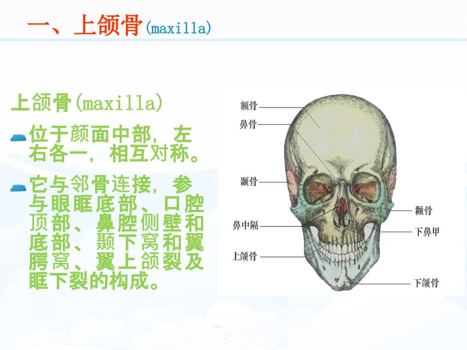 局部解剖学课件：第四章 颌面部骨_第4页