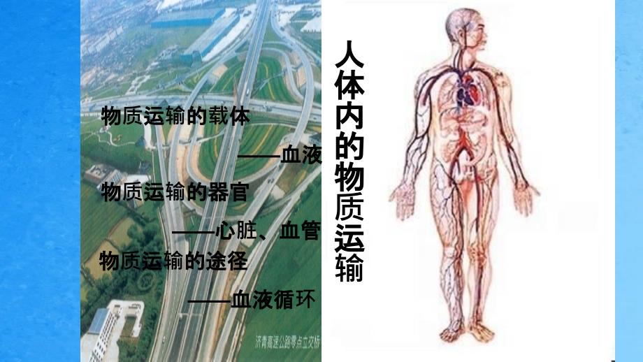 济南版七年级生物下第三单元第三章第一节物质运输的载体教学共13张ppt课件_第2页