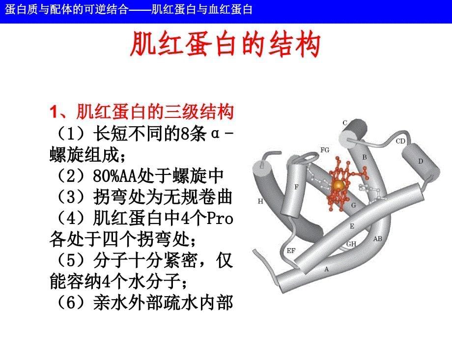 蛋白质的结构和功能_第5页