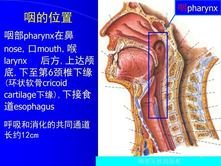 咽部解剖及生理医学PPT课件_第5页