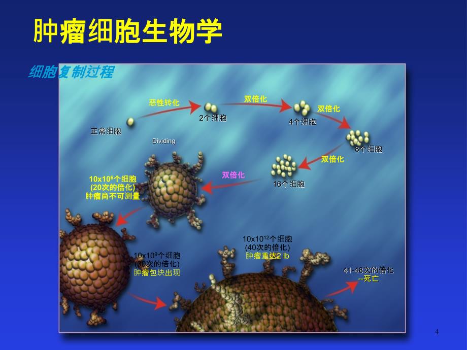 肿瘤科培训资料课件_第4页