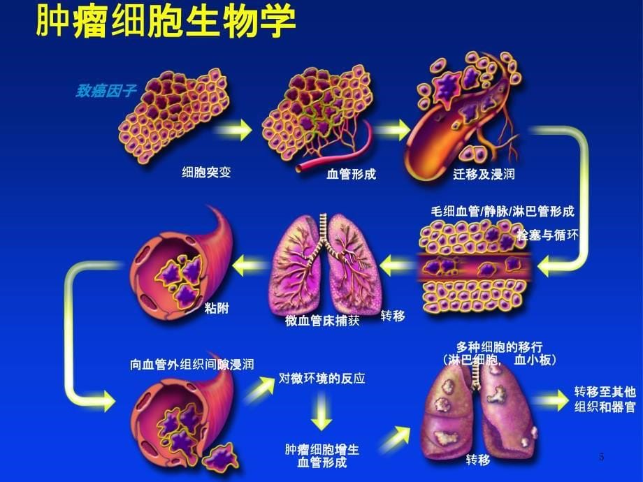 肿瘤科培训资料课件_第5页