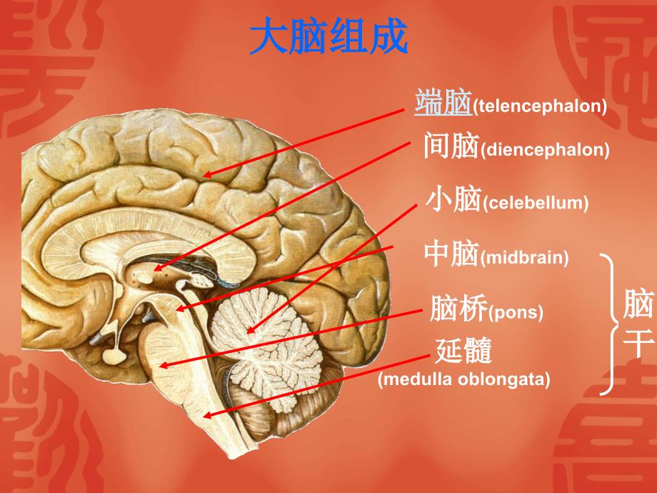 脑叶功能课件_第1页