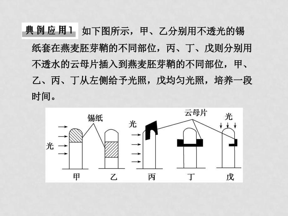 新课标高三生物二轮复习专题课件学案14《植物的激素调节》_第5页