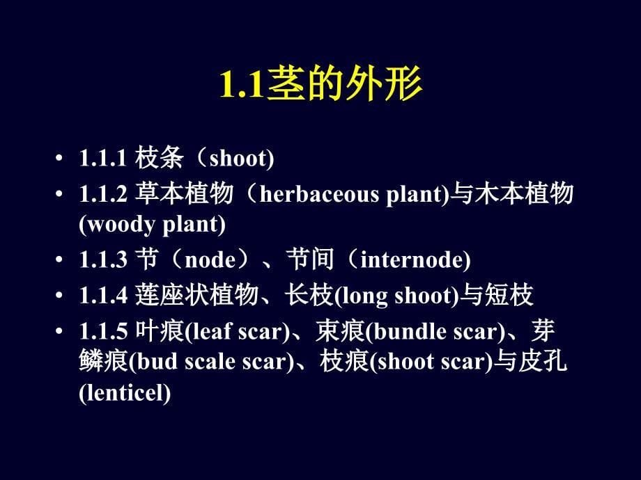 第三章营养器官茎_第5页