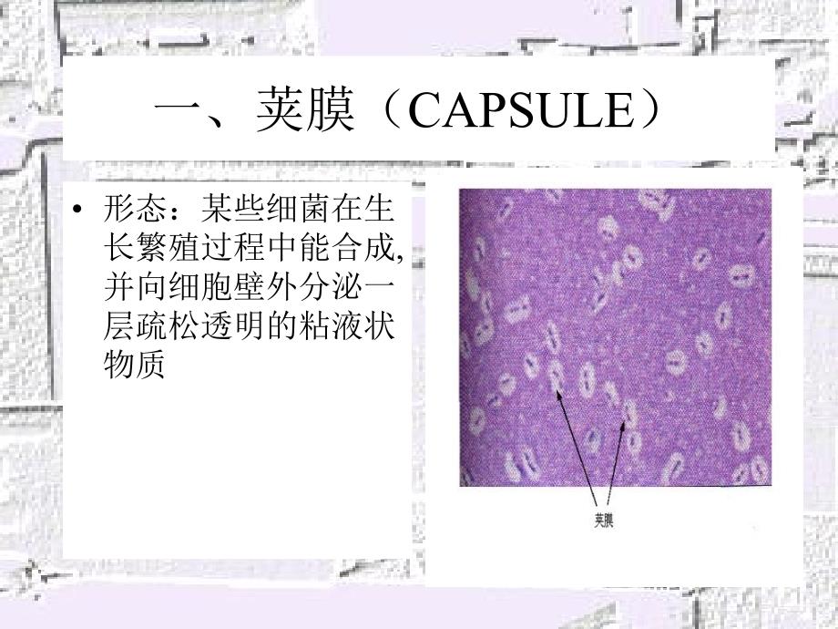 细菌的特殊结构_第3页