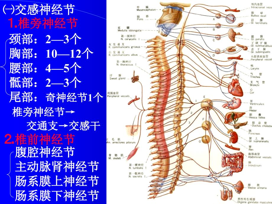 神经解剖内脏神经ppt课件_第3页