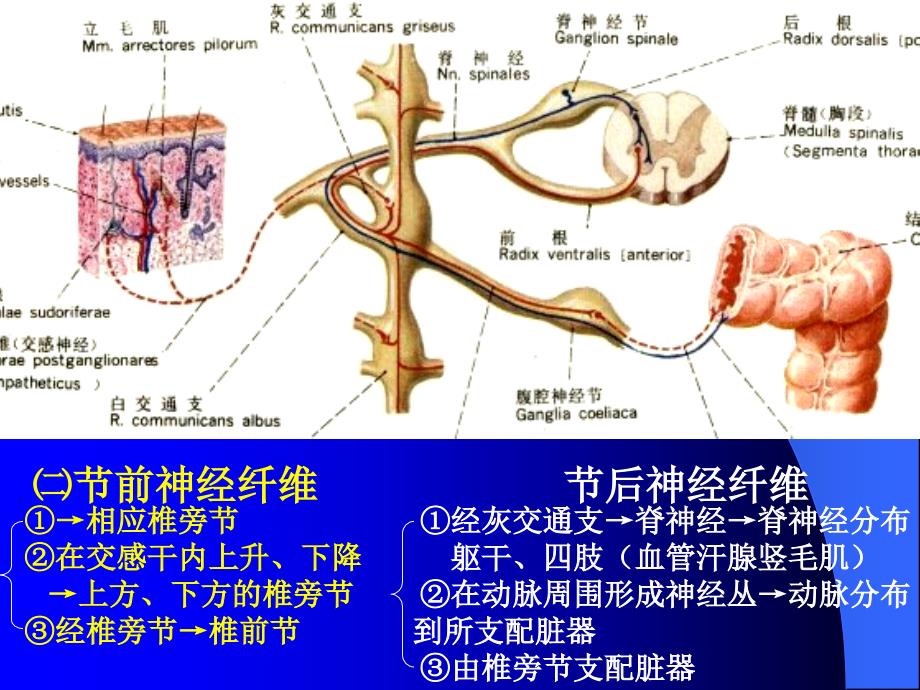 神经解剖内脏神经ppt课件_第4页