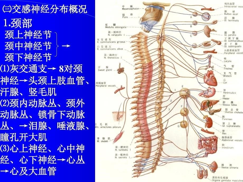 神经解剖内脏神经ppt课件_第5页