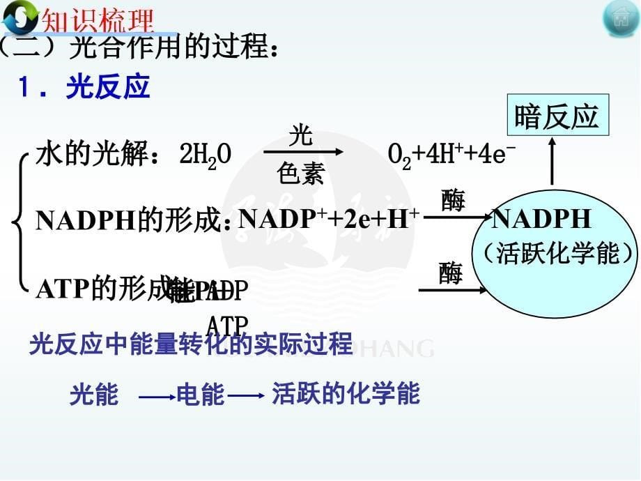 二轮光合作用_第5页