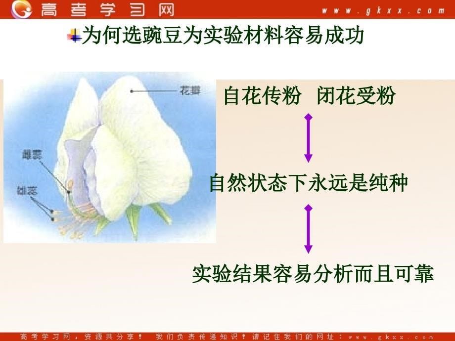 高中生物《孟德尔的豌豆杂交实验（一）》课件3（20张PPT）（人教版必修2）_第5页