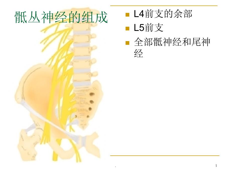 骶丛神经精选幻灯片_第1页