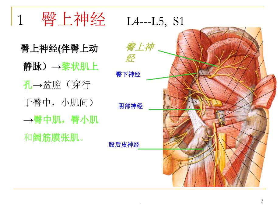 骶丛神经精选幻灯片_第3页