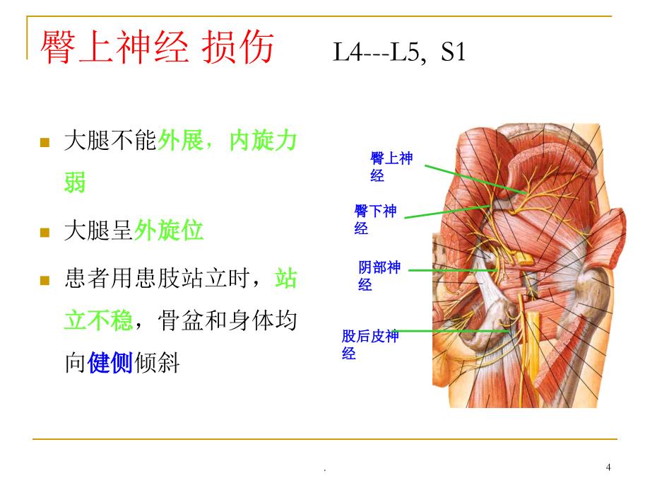 骶丛神经精选幻灯片_第4页