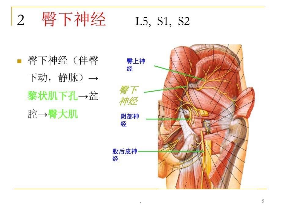 骶丛神经精选幻灯片_第5页