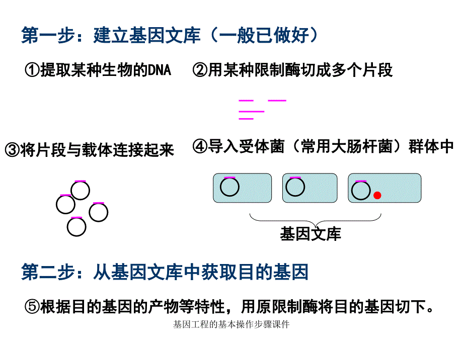 基因工程的基本操作步骤课件_第4页