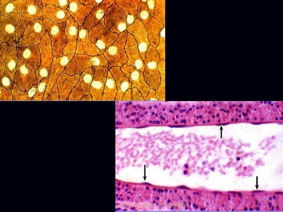 组织学与胚胎学上皮组织[2]_第5页