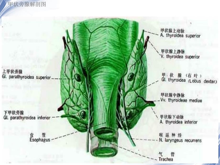 医学影像甲状旁腺功能亢进性棕色瘤_第3页