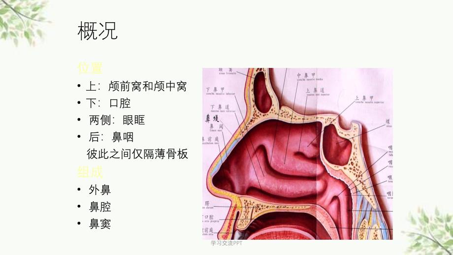 鼻鼻窦解剖课件_第2页