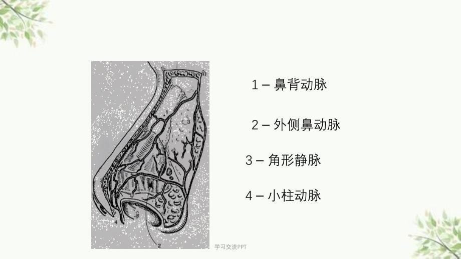 鼻鼻窦解剖课件_第5页