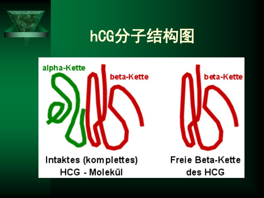 HCG定量检测的意义.ppt_第4页