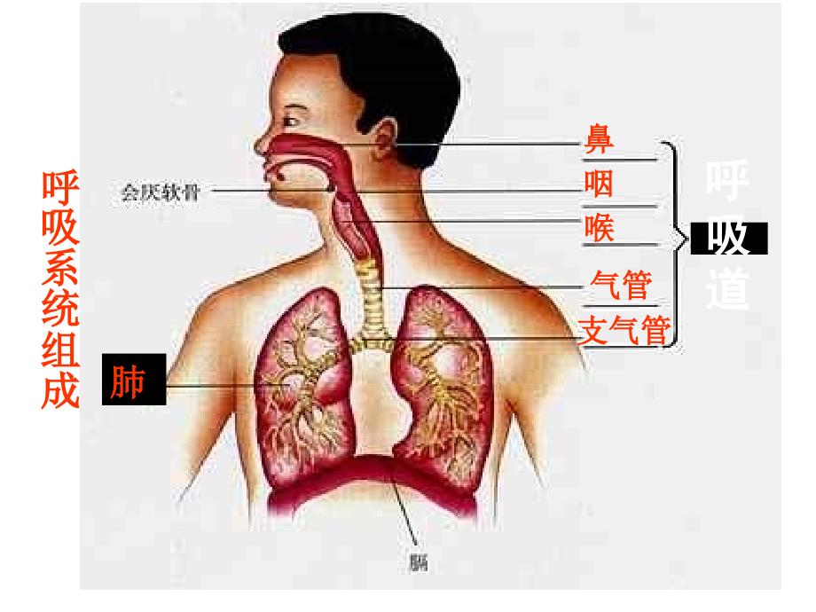 课件第三章第一节呼吸道对空气的处理人教版精品教育_第4页