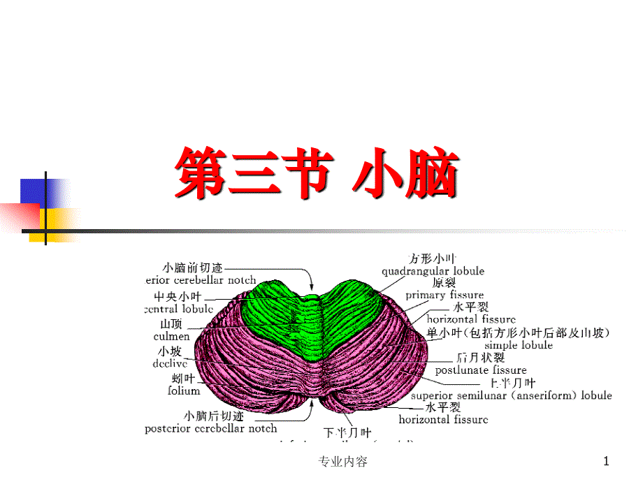 小脑解剖荟萃材料_第1页