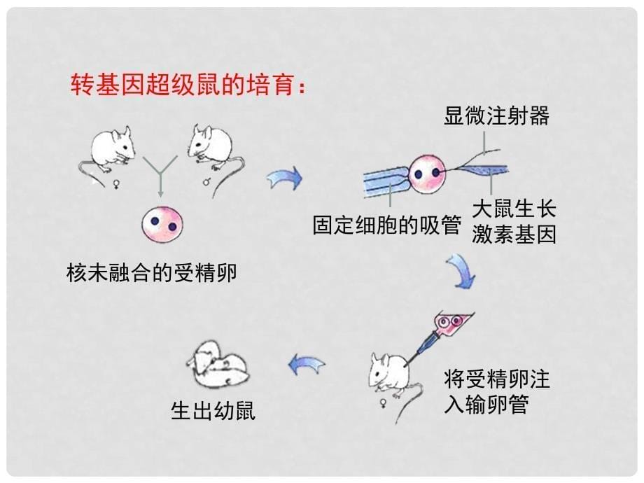 八年级生物下册 7.2.1 基因控制生物的性状（第2课时）教学课件 （新版）新人教版_第5页