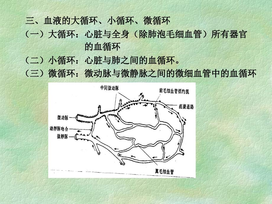 循环系统的结构和功能ppt课件_第4页