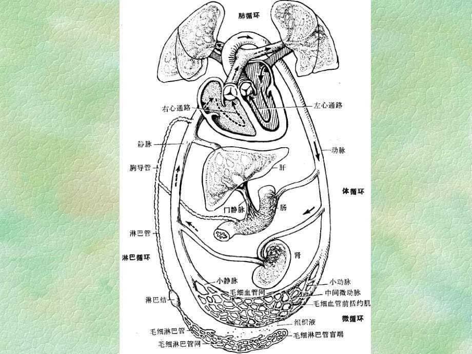 循环系统的结构和功能ppt课件_第5页