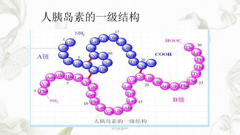 蛋白质一级结构决定高级结构课件_第5页