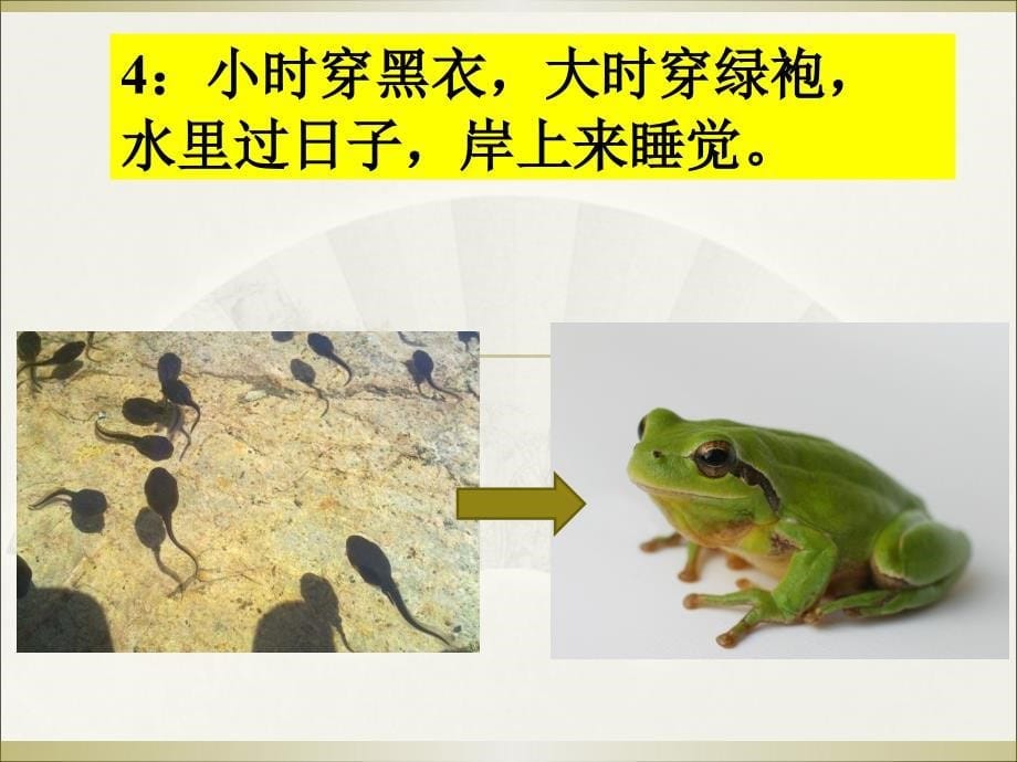 中班语言：动物谜语_第5页