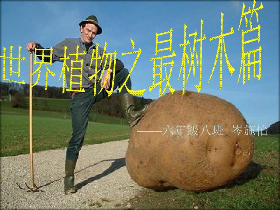 《世界之最树木篇》PPT课件.ppt_第1页