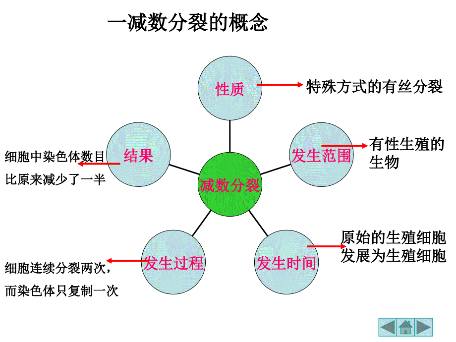 减数分裂1_第2页